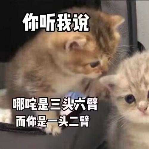 厕所里不让大小便怎么办？囧图 猫猫和妹子哪个可爱？