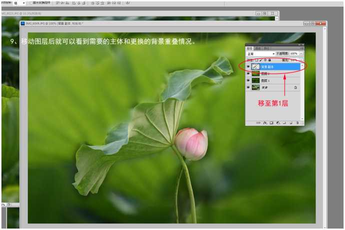 Photoshop为荷花图片简单虚化背景突出主体