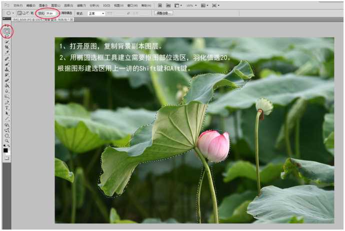 Photoshop为荷花图片简单虚化背景突出主体