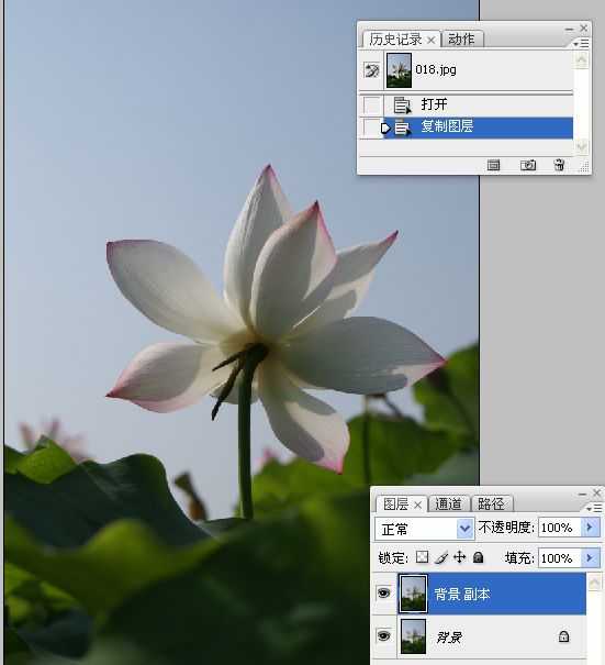 photoshop合成制作蓝天下清爽的荷花美图