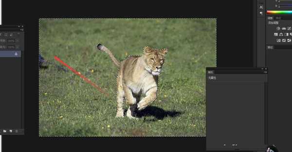ps径向模糊怎么用? ps给狮子图片加径向模糊效果实例教程