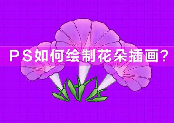 PS怎么守护逼真的牵牛花插画? ps画牵牛花的教程